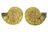 Cut & Polished Ammonite Fossils - 1 1/4" Size - Photo 4